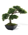 Cypress Bonsai Tree